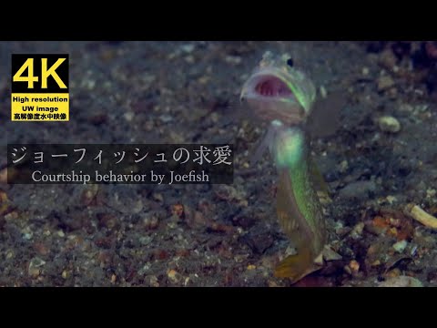 【4K 水中映像】ジョーフィッシュの求愛 / Underwater scenery / Courtship behavior Joefish