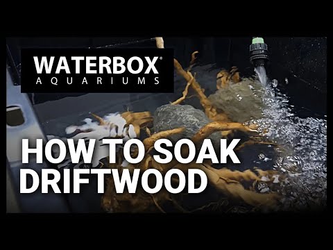 Aquarium Pro with 20+ Years Experience Shares Driftwood Soaking Tips!