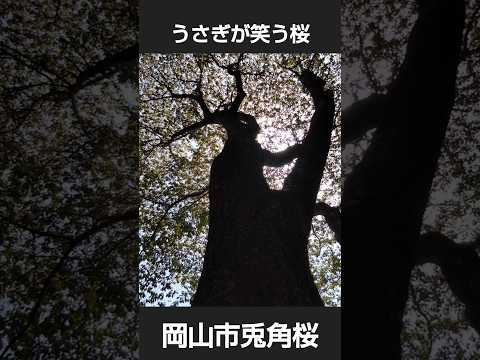 おくの細道アルプス、兎角桜