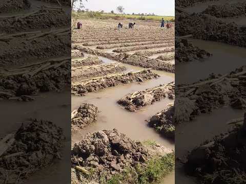 #farmlife #Sugarcane #naturephotography #Natural #gardeningtips #agriculture #Viral #subscribe #wow