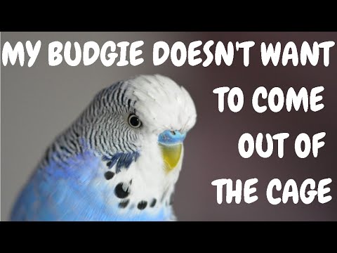 My Budgie Doesnt Want To Come Out Of The Cage