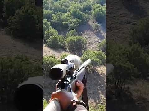 Sharp Shots at Wild Boars - Yaban Domuzlarına Keskin Atışlar! #hunt #hog