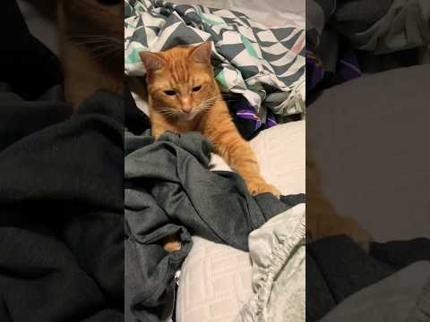 Comfy #catshorts #catvideos #countrylife #texas #precious #orangecat #toebeans #catlovers #catpaws #