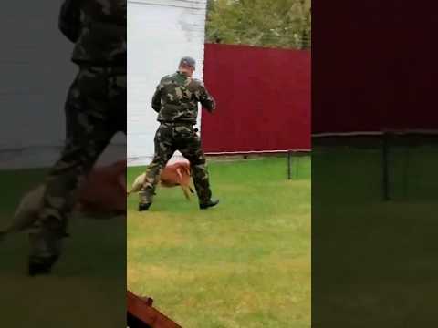 Жёсткая дрессировка собак🥺Tough dog training