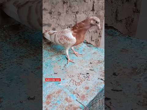 #kabootar #shortsviral #pigeonlover #viral #shorts #kingflyingpigeons