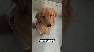 I may be 99% angel #dog #puppy #cutepuppyvideo #petlovers #puppyeyes #cutepup #funnypuppy #goldenlab