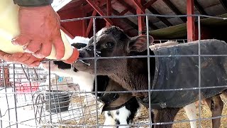 Feeding Calves On A Wisconsin Dairy Farm!