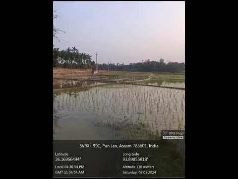 Transplantation of paddy seedlings for Boro Crop Cultivation at DTW Scheme in Gondhkoroi Area