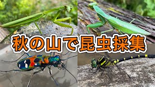 [秋の昆虫採集]山でカマキリやハンミョウに遭遇！