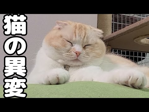 食後様子がおかしい猫