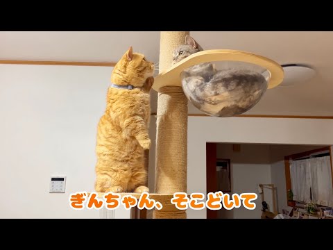 秒速であきらめるパパ猫がかわいすぎて胸が痛い