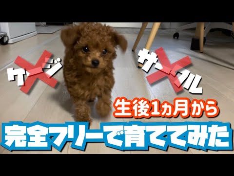 生後1ヵ月プードルをフリーで育てる【テテくん成長記録】