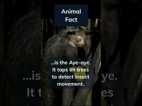 Meet the Aye-aye! 🐵👂 #shorts #animalfacts #facts #primates #nature #ayeaye