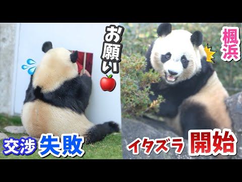 【パンダアイドル楓浜】交渉失敗につきイタズラ開始する🐼反抗期のふうひん💦