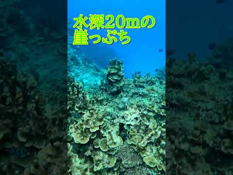 【石垣島】サンゴ群落、その先は20mの崖っぷちで♪12月18日シュノーケリングツアー動画