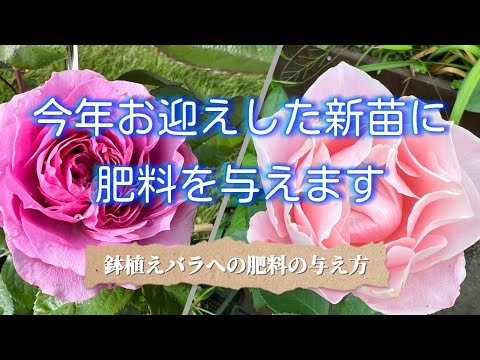 今年お迎えした🌹新苗に肥料を与えます