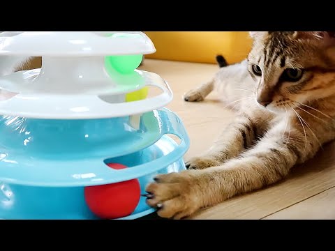 值得購買 小貓們很愛的貓玩具 Kittens And Cat Toy