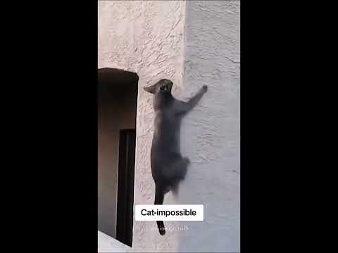 GATINHOS - ("MISSION IMPOSSIBLE THEME")