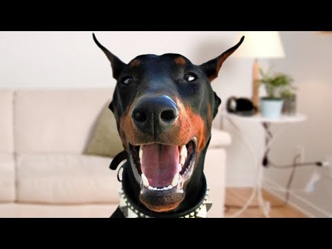 Funny Doberman Dog Compilation NEW