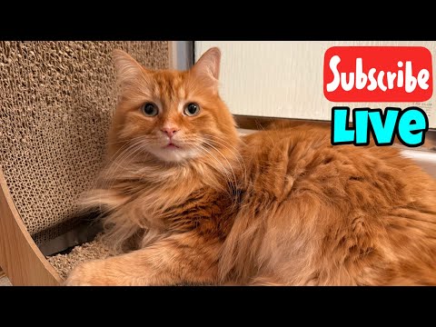 TGIF - Friday Fluff - Live Stream