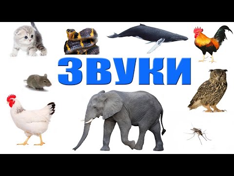 Учим животных Челлендж Влада А5 Угадай  как говорят Животные Развивающие видео для детей.