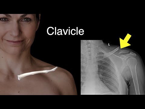 Clavicle