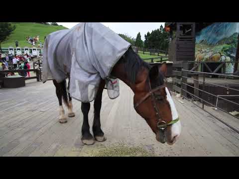 20190609清境農場 羊毛秀 開演前餵馬吃飼料