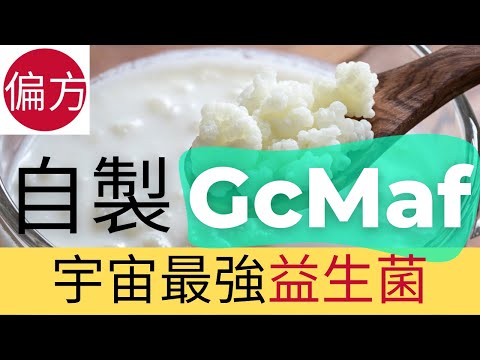 自製超級乳酪GcMaf