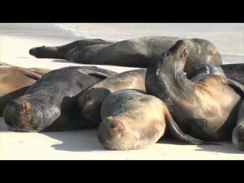 Pelagic Productions - Galapagos Sealions on beach - Espanola Island, Galapagos Islands