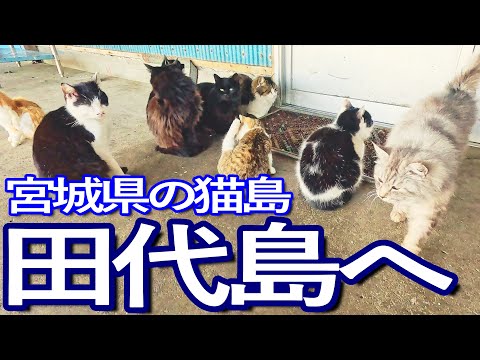 宮城ゆる旅　東北の猫の島！田代島へ上陸し猫たちと触れ合って島を満喫