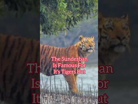 Haunted Sunderban| Ghost In Bengal| Thrilling Ghost Story| YouTube Horror Story