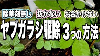 【ヤブガラシ駆除】重曹！熱湯！くるくる巻く！実験しました！ガーデニング初心者 庭づくり