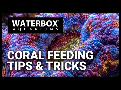 Coral Feeding Tips: How to feed your corals in a reef aquarium