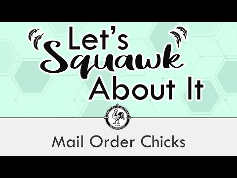 Let's Squawk About It (Ep. 5): Mail Order Chicks