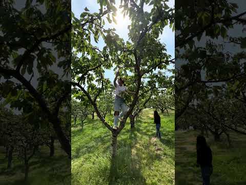 Kelowna cherry picking #familyadventures #familytime  #familytravelmoment  #short