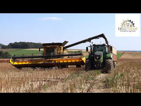 Combining canola | New Holland CR 9.90 on tracks // 2x Fendt | near Luxembourg 2024