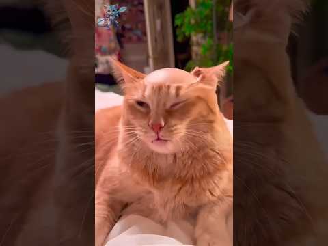 Funniest Cats And Dogs videos #1 🐶🐱 #funny #animals #cuteanimals