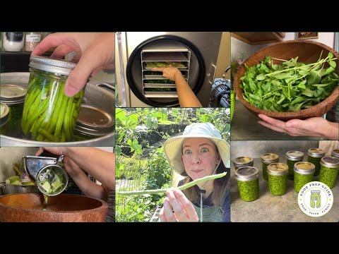 Massive Harvest & Preservation Day to Fill the Pantry