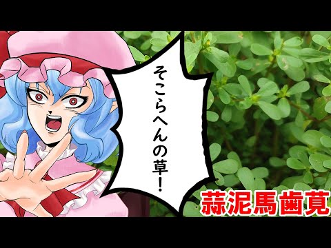 【ゆっくり料理】蒜泥馬歯莧【そこらへんの草】