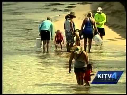 WAQ KITV InvasiveAlgae 5PM 06/28/14