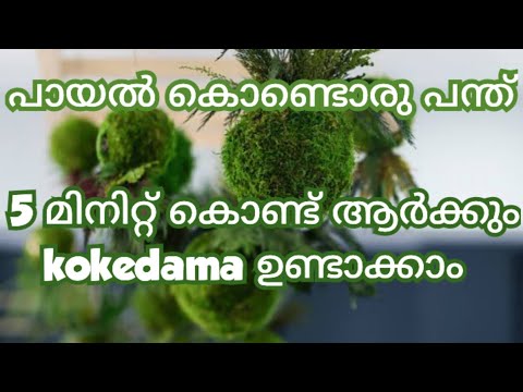 Easy way to make kokedama||പായൽ പന്ത് 🥰 #kokedama #mossball #gardening