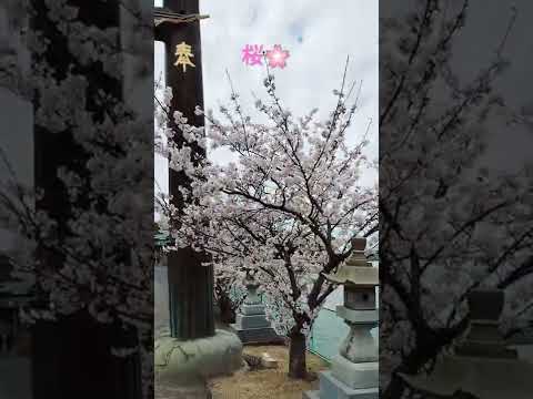 久米石清水八幡宮に桜を見にきた！I came to see the cherry blossoms at Kumeishi Iwashimizu Hachimangu!