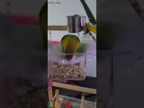 Love Bird Eating Food #lovebird #birds #fischerparrot