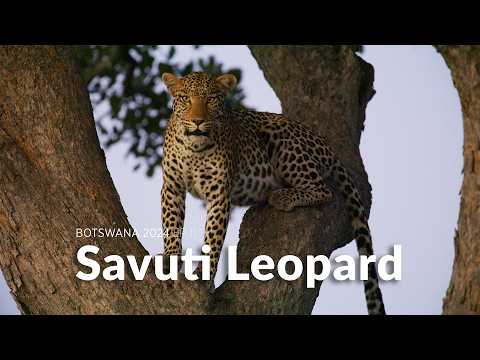 Leopard with cute cub - Botswana 2024 Wildlife Filmmaking BTS Ep 11