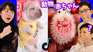 え？こんななの？かわいすぎる動物の赤ちゃん💗 かほせいリアクト