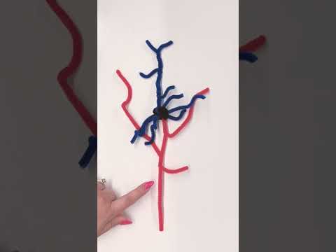 What are the parts of a neuron? | Basically Science