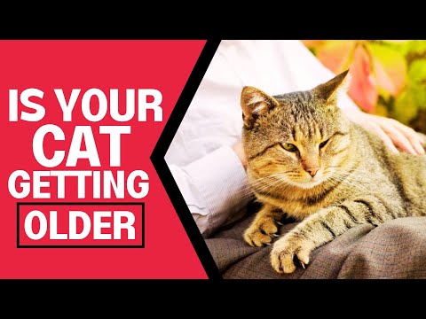 How to Tell if Your Cat is Aging and How to Care for Them