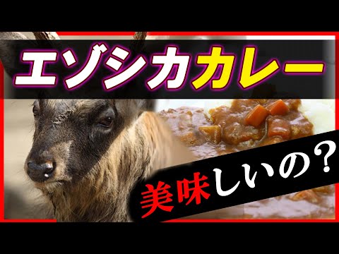 圧力鍋で作るジビエカレー！エゾシカの首肉を使った高タンパクカレー