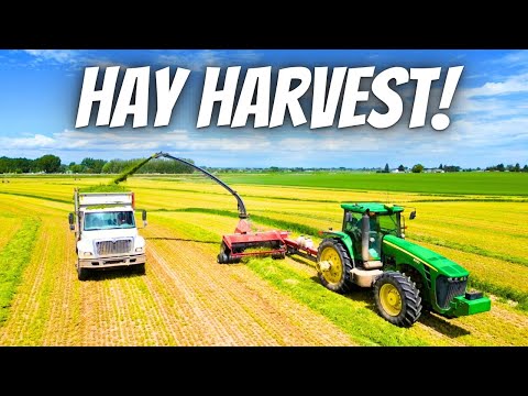 Will second crop hay harvest be better than the first?