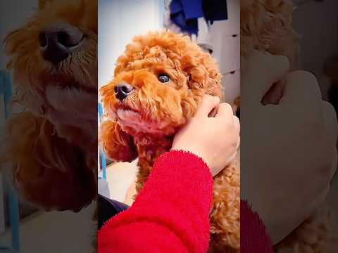 Cutest Puppy Dog will make you Love Them